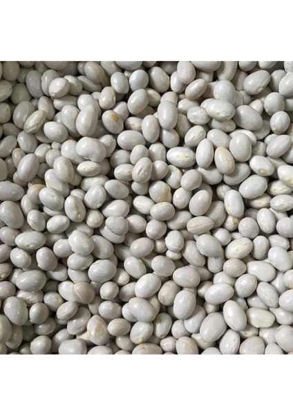 150 Adet Tohum Organik Beyaz Şeker Fasulye Tohumu Çabuk Pişen Fasulye Hediye Tohum