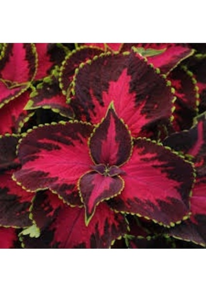 50 Adet Tohum Organik İthal Karışık İthal Kalyos Çiçeği Tohumu Saksı Toprak Hediyeli