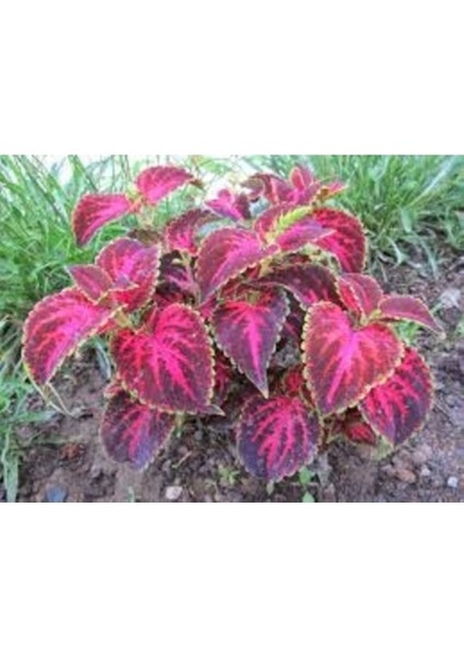 50 Adet Tohum Organik İthal Karışık İthal Kalyos Çiçeği Tohumu Saksı Toprak Hediyeli fiyatları