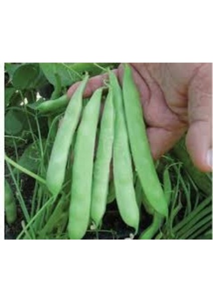 150 Adet Tohum Nadir Oturak 40 Günde Yetişen Taze Kılçıksız Fasulye Fasülye Tohumu Taze Köy Tohum fiyatları