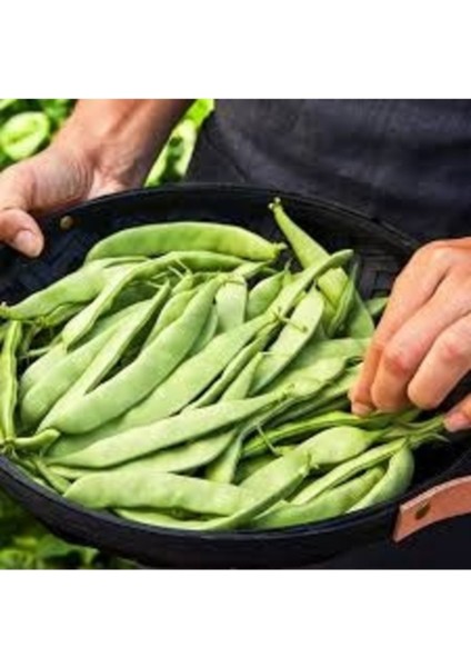 150 Adet Tohum Nadir Oturak 40 Günde Yetişen Taze Kılçıksız Fasulye Fasülye Tohumu Taze Köy Tohum modelleri