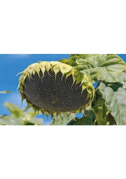 20 Adet Tohum Orjinal Organik Bahçe Taze Tohum Saksılık Günebakan Ay Çekirdeği Çekirdek Tohumu Saksı