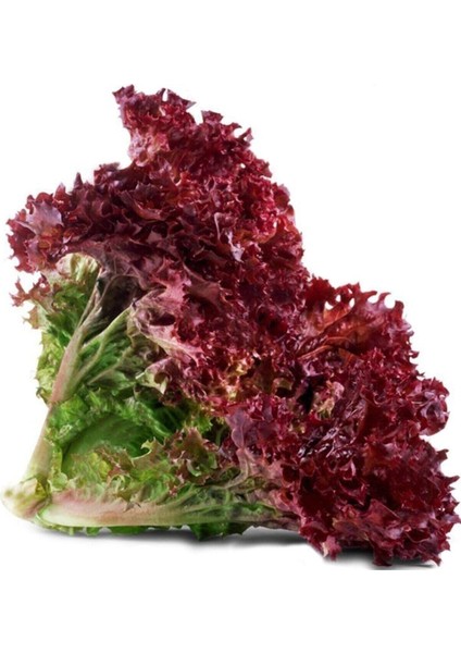 100 Adet Tohum Organik Bahçe Kıvırcık Kırmızı Marul Hobi Bahçe Taze Balkon Tohumu Saksı Torpak