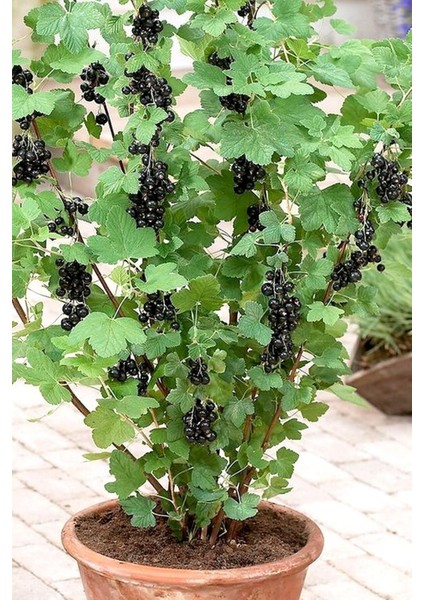 10 Adet Tohum Nadir Saksılık Nadir Saksılık Siyah Frenk Üzüm Tohumu Yeni Mahsul Balkon Saksı Toprak