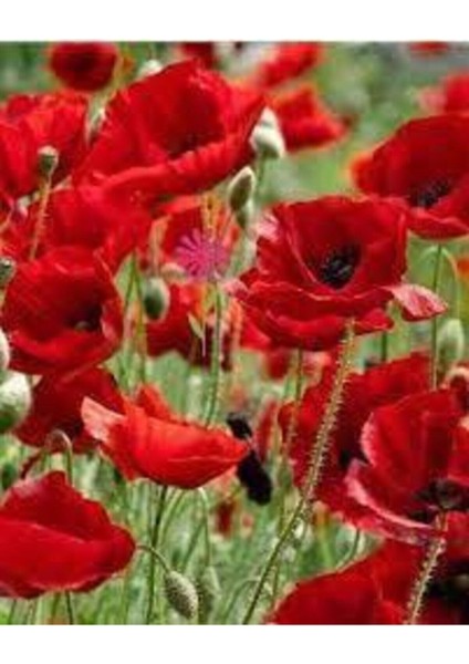 500 Adet Tohum Kırmızı Gelincik Çiçeği Tohumu Sürpriz Saksı Toprak Hediye Bonsai Ağacı Tohumulu