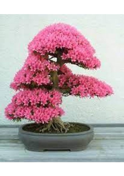 20 Adet Tohum Bodur Pembe Erguvan Bonzai Ağac Ekim Seti Saksı Toprak Sürpriz Hediye Bonsai Tohumlu