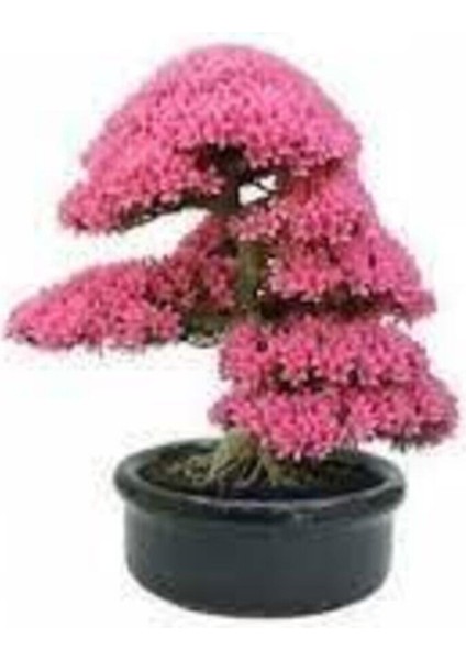 20 Adet Tohum Bodur Pembe Erguvan Bonzai Ağac Ekim Seti Saksı Toprak Sürpriz Hediye Bonsai Tohumlu fiyatları