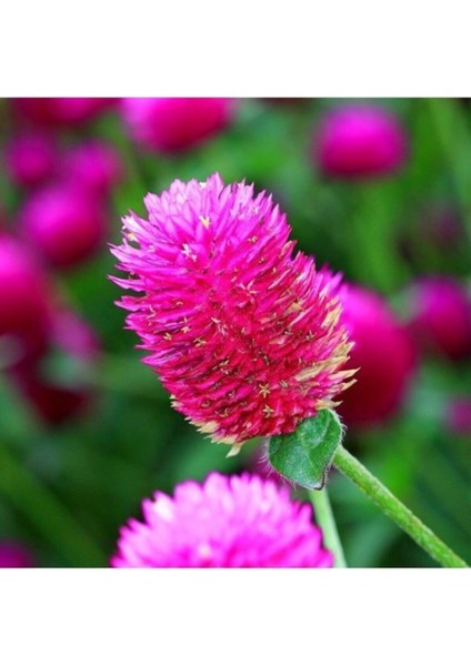 10 Adet Tohum Nadir Bulunan Pembe Medine Çiçeği Tohumu Medine Çiçek Tohumu Hediye Tohumlu