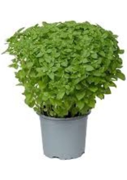 500 Adet Tohum Organik Hobi Bahçe Yediveren Geleneksel Nane Tohumudur