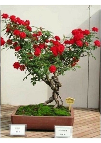 Bonsai Kırmızı Gül Ağacı Tohumu 5 Adet Tohum + Hediye Tohum fiyatları
