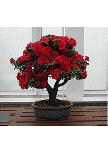 Bonsai Kırmızı Gül Ağacı Tohumu 5 Adet Tohum + Hediye Tohum modelleri