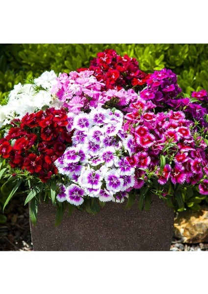 Çin Karanfil Çiçeği Tohumu Karışık Çin Karanfil Çiçek Tohumu 10 Adet Tohum