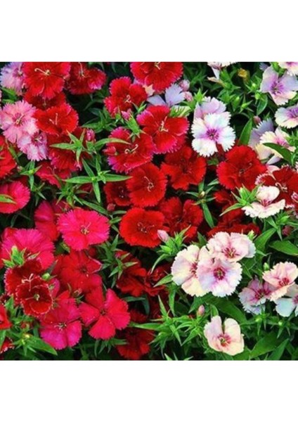 Çin Karanfil Çiçeği Tohumu Karışık Çin Karanfil Çiçek Tohumu 10 Adet Tohum fiyatları