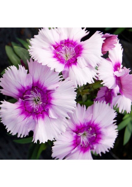 Çin Karanfil Çiçeği Tohumu Karışık Çin Karanfil Çiçek Tohumu 10 Adet Tohum modelleri