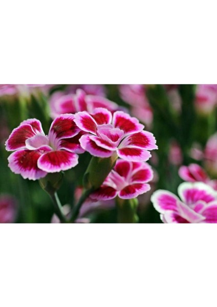 Çin Karanfil Çiçeği Tohumu Karışık Çin Karanfil Çiçek Tohumu 10 Adet Tohum fırsatları