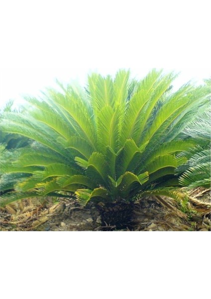 Sikas Cycas Ağacı Tohumu Sikas Ağacı Tohumu 3 Adet Dev Tohum Skas Tohumu