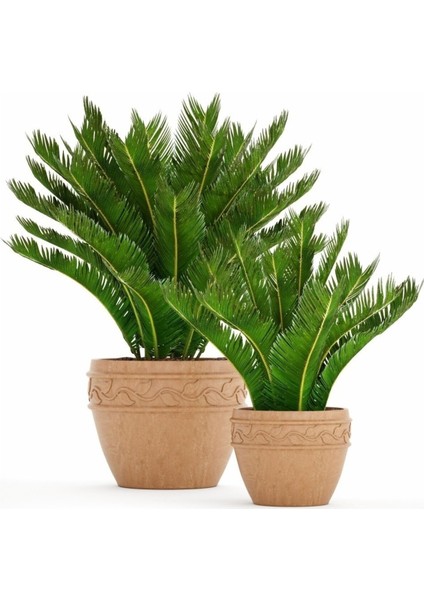 Sikas Cycas Ağacı Tohumu Sikas Ağacı Tohumu 3 Adet Dev Tohum Skas Tohumu fiyatları