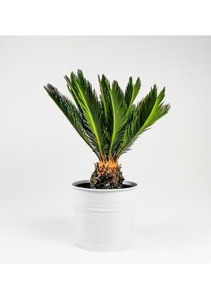 Sikas Cycas Ağacı Tohumu Sikas Ağacı Tohumu 3 Adet Dev Tohum Skas Tohumu modelleri