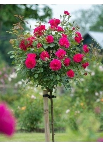 10 Adet Tohum Nadir Organik Kırmızı Baston Gül Tohumu Mezarlık Kabir Gülü Tohumu Saksı Toprak