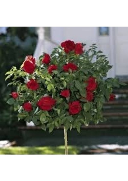 10 Adet Tohum Nadir Organik Kırmızı Baston Gül Tohumu Mezarlık Kabir Gülü Tohumu Saksı Toprak fiyatları