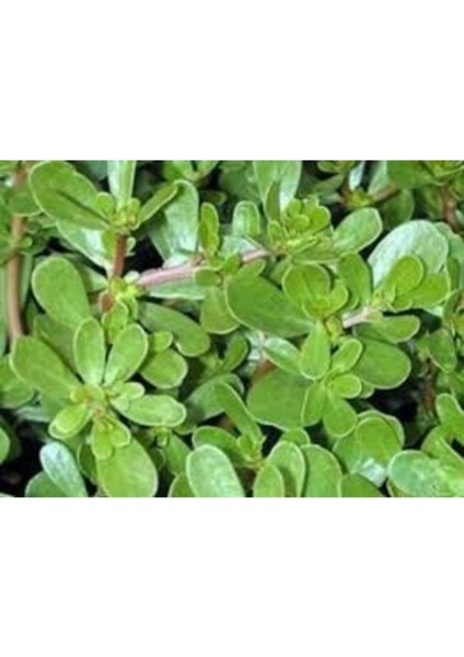 150 Adet Tohum Doğal Semizotu Semiz Otu Tohumu Taze Hasat Tohum Saksı Toprak Hediye