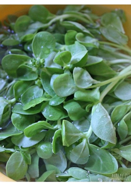 150 Adet Tohum Doğal Semizotu Semiz Otu Tohumu Taze Hasat Tohum Saksı Toprak Hediye fiyatları