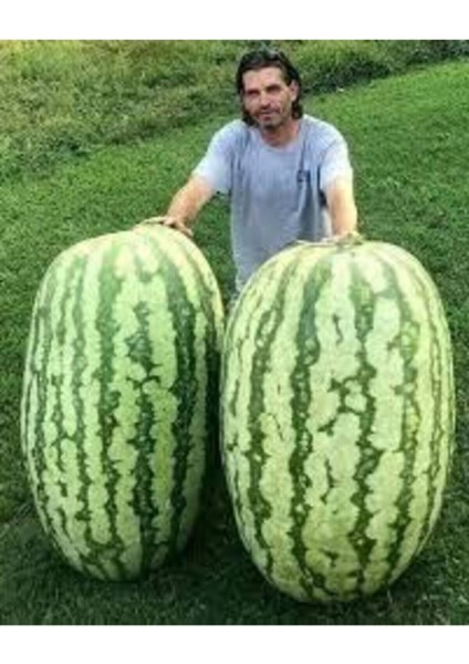 250 Adet Tohum Eko Paket Meşhur Diyarbakır Karpuzu Tohumu Karpuz Tohumu Sürpriz Hediye Tohum