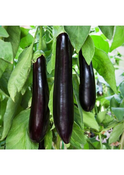 Kemer Patlıcan Tohumu Patlıcan Tohumu 25 Adet Tohum fiyatları