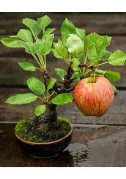 Bodur Bonsai Elma Ağacı Tohumu 5 Adet Tohum fiyatları
