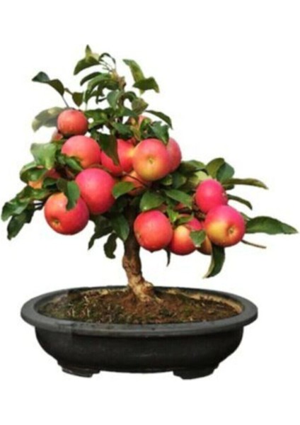Bodur Bonsai Elma Ağacı Tohumu 5 Adet Tohum modelleri