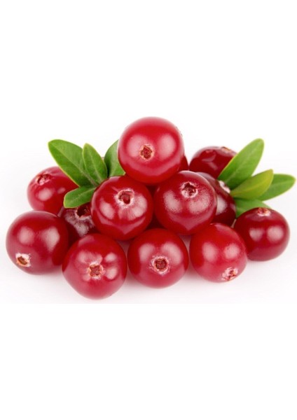 Cranberry Tohumu Turna Yemişi Tohumu 5 Adet Tohum
