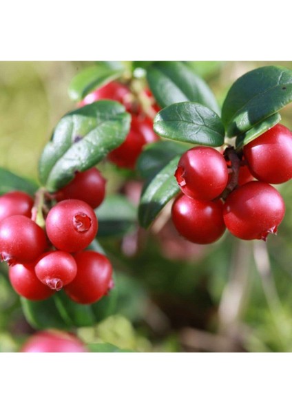 Cranberry Tohumu Turna Yemişi Tohumu 5 Adet Tohum fiyatları