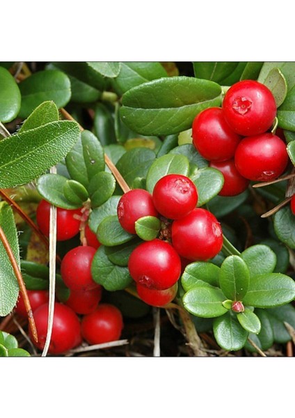 Cranberry Tohumu Turna Yemişi Tohumu 5 Adet Tohum fırsatları