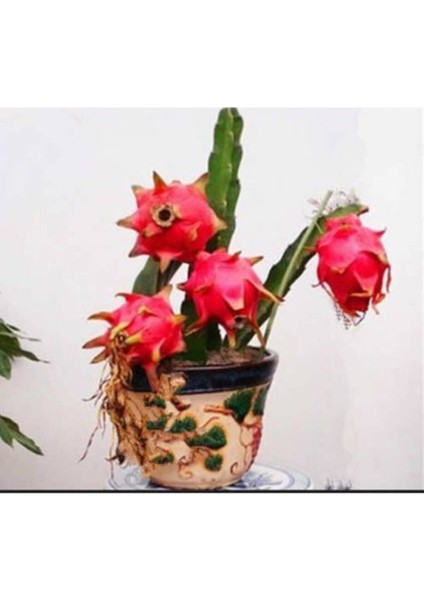 Bodur Pitaya Ağacı Tohumu Beyaz Pitaya Ağacı Tohumu Cüce Pitaya 10 Adet Tohum fiyatları