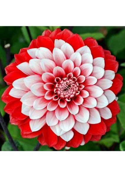 Karışık Yıldız Çiçeği Tohumu Dahlia Çiçeği Tohumu 10 Adet Tohum