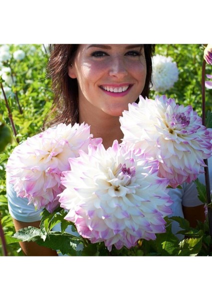 Karışık Yıldız Çiçeği Tohumu Dahlia Çiçeği Tohumu 10 Adet Tohum fırsatları