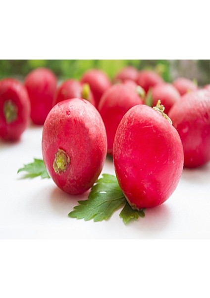 Kırmızı İri Turp Tohumu Kırmızı Turp Tohumu 50 Adet Tohum modelleri