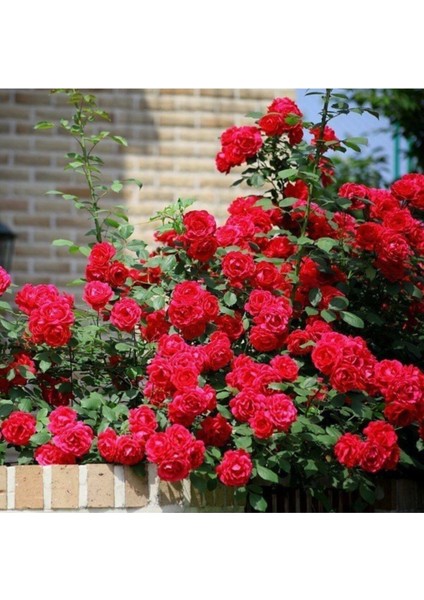 Kırmızı Sarmaşık Gül Tohumu Kırmızı Gül Tohumu 5 Adet Tohum Sürpriz Hediye Tohum modelleri