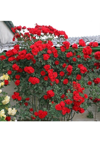 Kırmızı Sarmaşık Gül Tohumu Kırmızı Gül Tohumu 5 Adet Tohum Sürpriz Hediye Tohum fırsatları