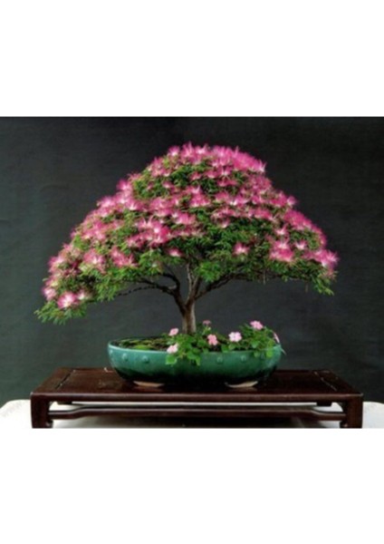 Bodur Bonsai Gülibrişim Ağacı Tohumu 5 Adet Tohum modelleri