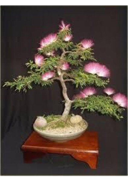 Bodur Bonsai Gülibrişim Ağacı Tohumu 5 Adet Tohum fırsatları