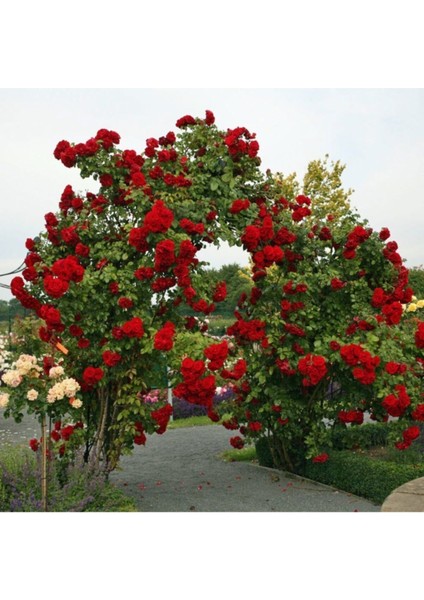 Kırmızı Sarmaşık Gül Tohumu Kırmızı Gül Tohumu Ekim Seti 5 Adet Tohum +Saksı+Toprak Hediye Tohum