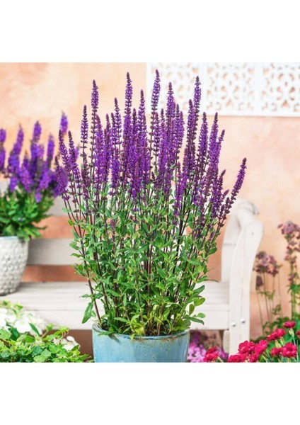 Ada Çayı Çiçeği Tohumu Mor Adaçayı Tohumu 10 Adet Tohum