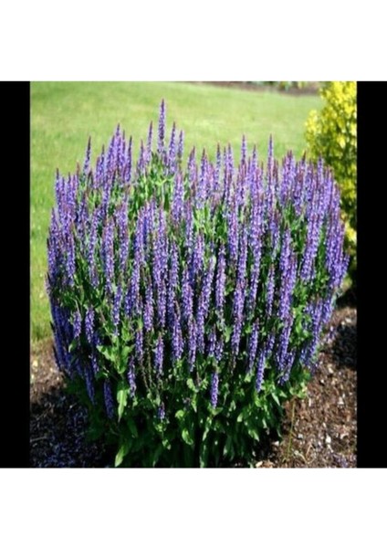 Ada Çayı Çiçeği Tohumu Mor Adaçayı Tohumu 10 Adet Tohum fiyatları