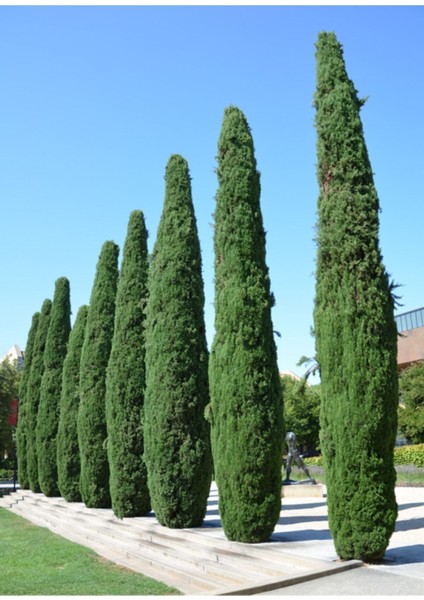 Eko Paket Kara Servi Ağacı Tohumu Selvi Ağacı Tohumu 80 Adet Tohum