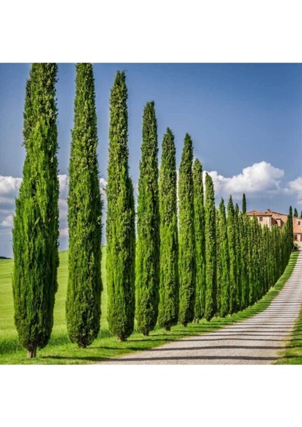 Eko Paket Kara Servi Ağacı Tohumu Selvi Ağacı Tohumu 80 Adet Tohum fiyatları