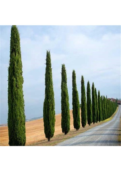 Eko Paket Kara Servi Ağacı Tohumu Selvi Ağacı Tohumu 80 Adet Tohum modelleri