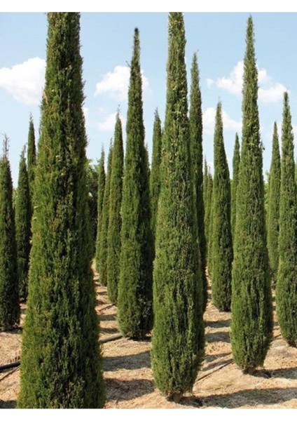 Eko Paket Kara Servi Ağacı Tohumu Selvi Ağacı Tohumu 80 Adet Tohum fırsatları