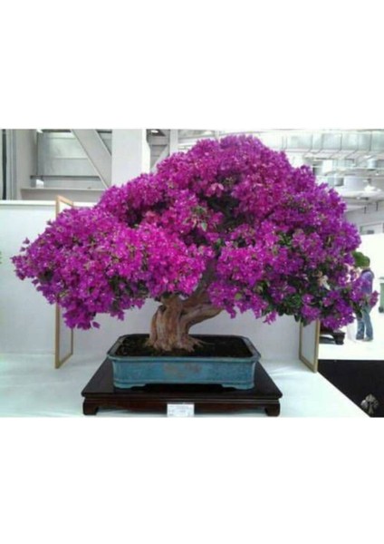 Bodur Bonsai Erguvan Ağacı Tohumu 5 Adet Tohum