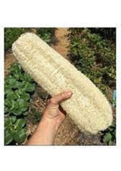 50 cm Sünger Lif Kabak Banyo fiyatları